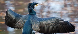 Ein Kormoran breitet seine Flügel an einem Teich aus
