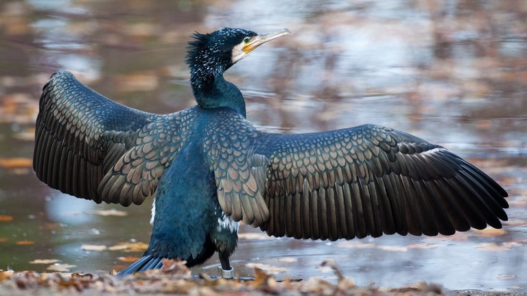 Ein Kormoran breitet seine Flügel an einem Teich aus (Foto: dpa Bildfunk, Picture Alliance)