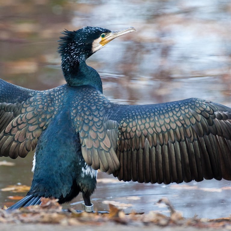 Ein Kormoran breitet seine Flügel an einem Teich aus (Foto: dpa Bildfunk, Picture Alliance)