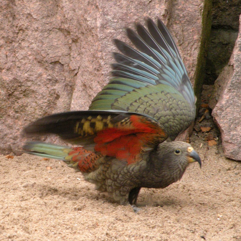 Ein Kea Papagei (Foto: dpa Bildfunk, Picture Alliance)