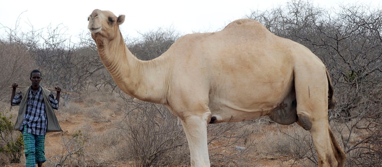 Ein Kamel (Foto: dpa Bildfunk, Picture Alliance)