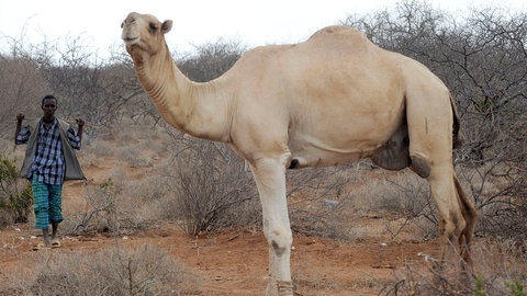 Ein Kamel (Foto: dpa Bildfunk, Picture Alliance)