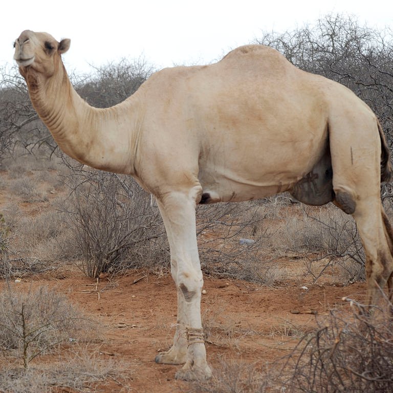 Ein Kamel (Foto: dpa Bildfunk, Picture Alliance)
