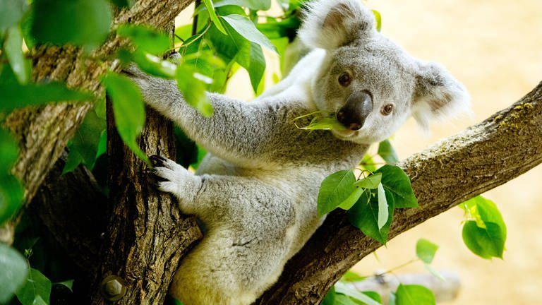 Ein Koala sitzt im Eukalyptus-Baum