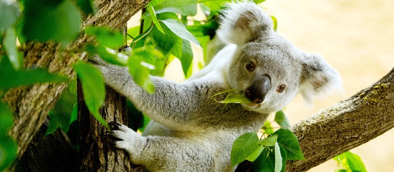 Ein Koala sitzt im Eukalyptus-Baum (Foto: dpa Bildfunk, Picture Alliance)