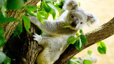 Ein Koala sitzt im Eukalyptus-Baum (Foto: dpa Bildfunk, Picture Alliance)