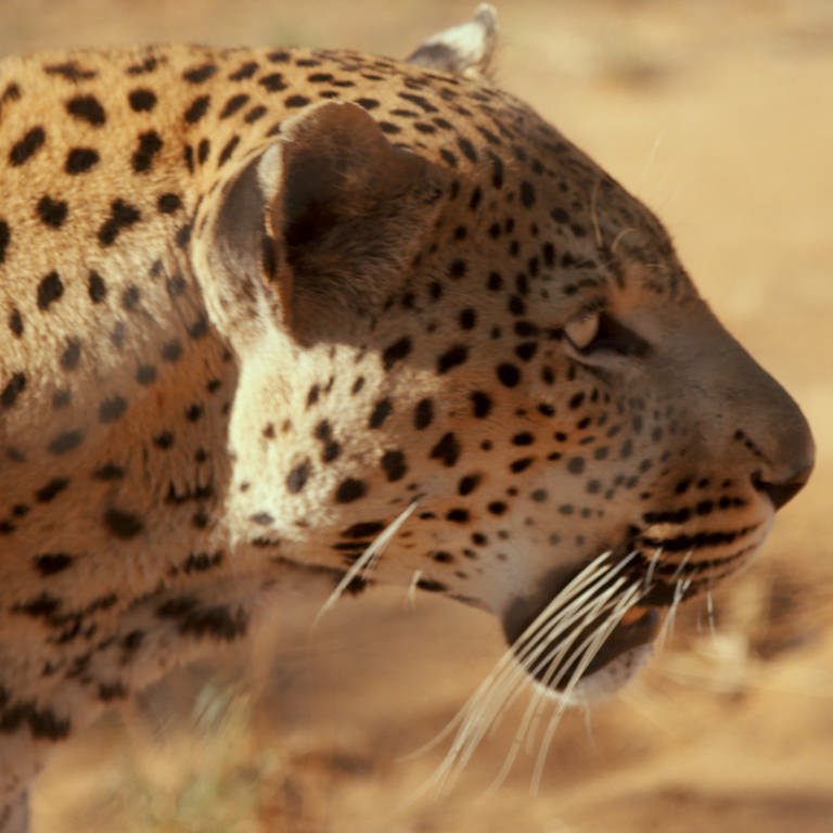 Leopard (Foto: SWR)