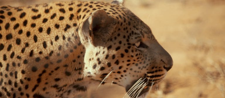 Leopard (Foto: SWR)