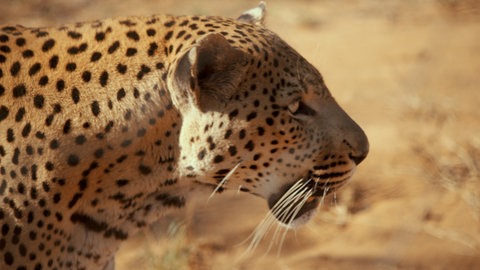 Leopard (Foto: SWR)