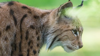 Ein Luchs mit seinen markanten "Pinselohren"