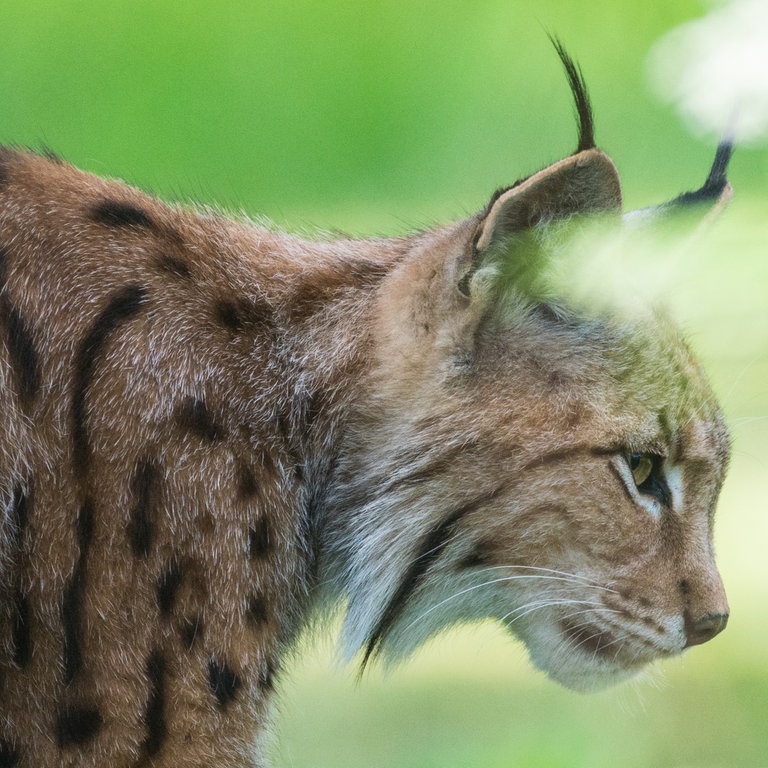 Ein Luchs mit seinen markanten "Pinselohren" (Foto: dpa Bildfunk, Picture Alliance)