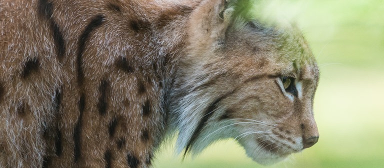 Ein Luchs mit seinen markanten "Pinselohren" (Foto: dpa Bildfunk, Picture Alliance)