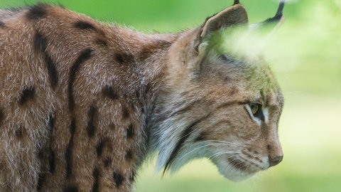 Ein Luchs mit seinen markanten "Pinselohren" (Foto: dpa Bildfunk, Picture Alliance)