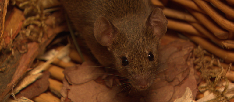 Eine Hausmaus (Foto: SWR)