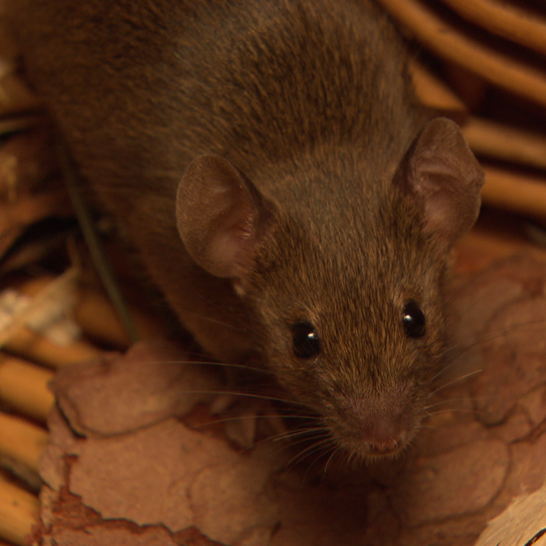 Eine Hausmaus (Foto: SWR)