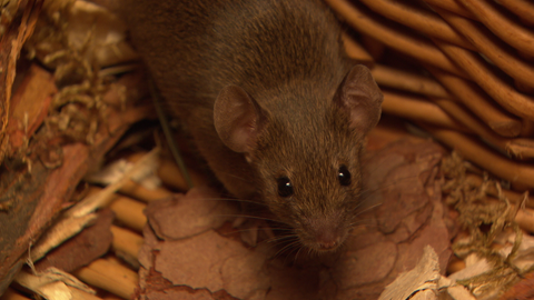 Eine Hausmaus (Foto: SWR)