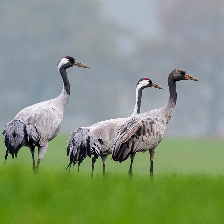 Drei Kraniche stehen auf einem Feld (Foto: dpa Bildfunk, Picture Alliance)