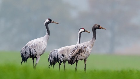 Foto: dpa Bildfunk, Picture Alliance Drei Kraniche stehen auf einem Feld (Foto: dpa Bildfunk, Picture Alliance)