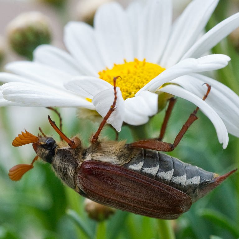 Ein Feldmaikäfer krabbelt auf einer Blume (Foto: dpa Bildfunk, Picture Alliance)