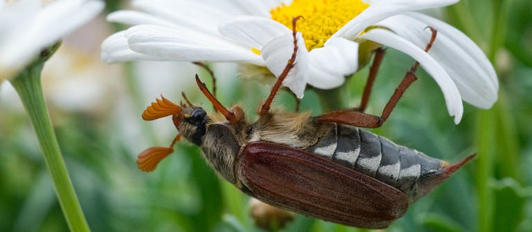 Ein Feldmaikäfer krabbelt auf einer Blume (Foto: dpa Bildfunk, Picture Alliance)