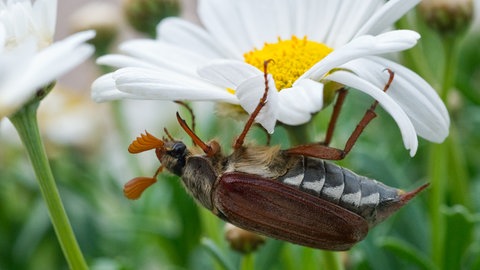 Ein Feldmaikäfer krabbelt auf einer Blume (Foto: dpa Bildfunk, Picture Alliance)