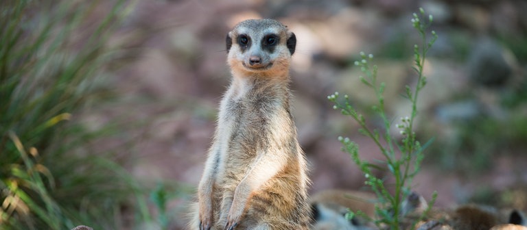 Ein Erdmännchen (Foto: dpa Bildfunk, Picture Alliance)