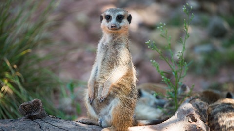 Ein Erdmännchen (Foto: dpa Bildfunk, Picture Alliance)