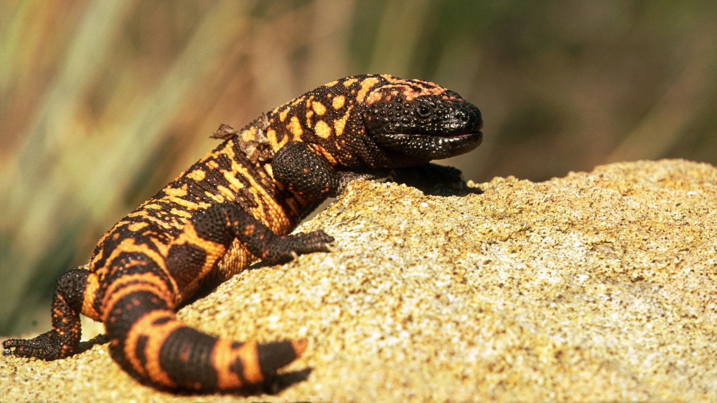 Gila-Krustenechse auf Felsblock (Foto: picture-alliance / Reportdienste, picture alliance / WILDLIFE)