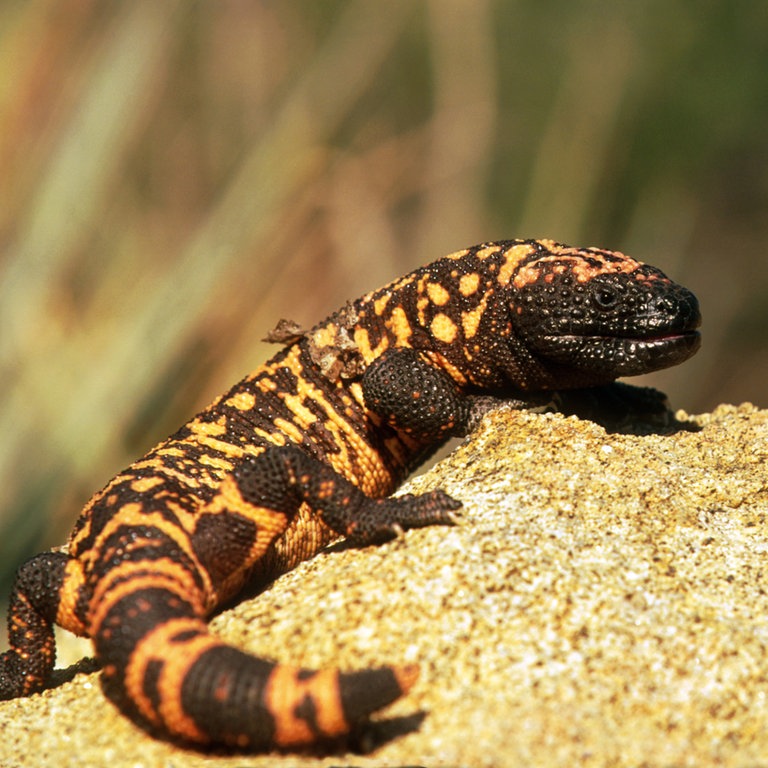 Gila-Krustenechse auf Felsblock (Foto: picture-alliance / Reportdienste, picture alliance / WILDLIFE)
