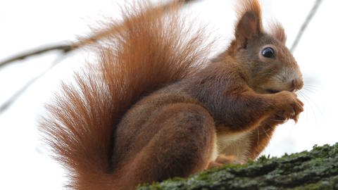 Ein Eichhörnchen sitzt auf einem Ast (Foto: dpa Bildfunk, Picture Alliance)