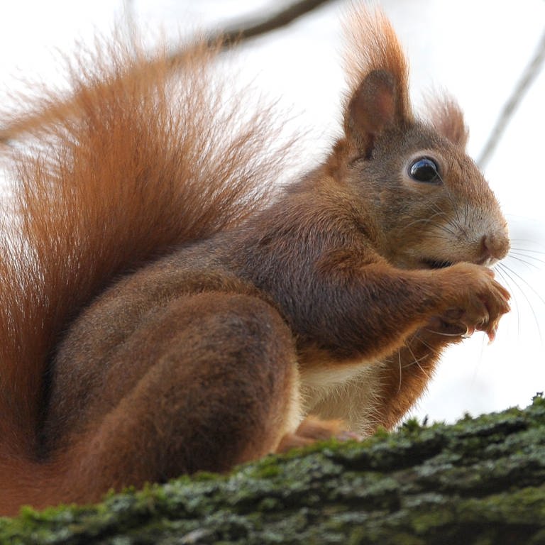 Ein Eichhörnchen sitzt auf einem Ast (Foto: dpa Bildfunk, Picture Alliance)