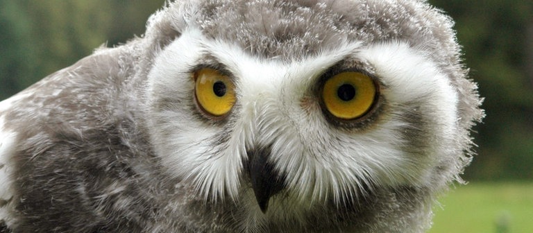 Eine zwei Monate alte Schneeeule (Foto: dpa Bildfunk, Picture Alliance)