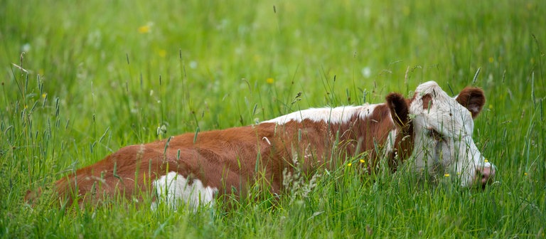 Ein Rind liegt auf einer grünen Wiese (Foto: dpa Bildfunk, Picture Alliance)