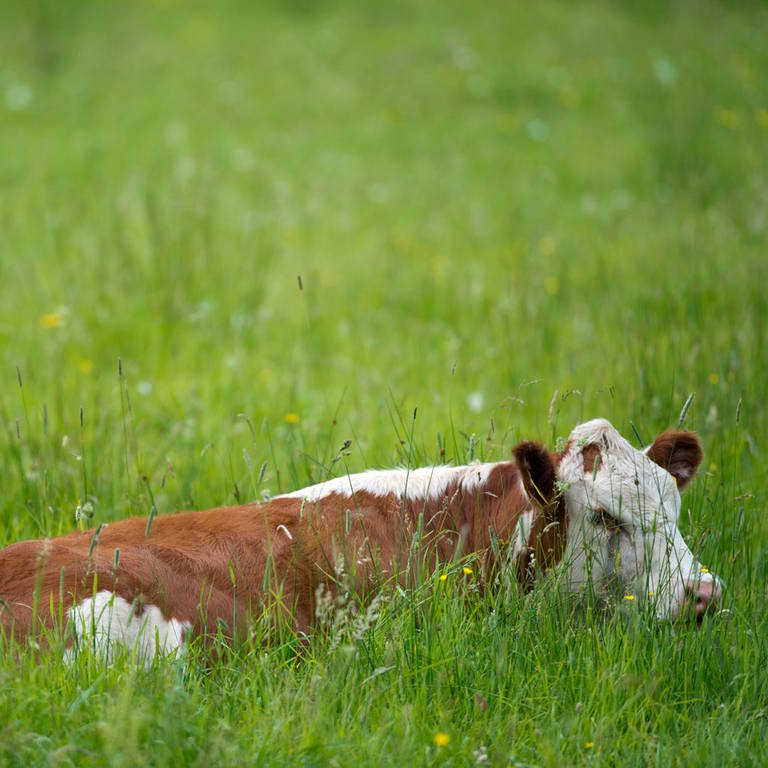 Ein Rind liegt auf einer grünen Wiese (Foto: dpa Bildfunk, Picture Alliance)