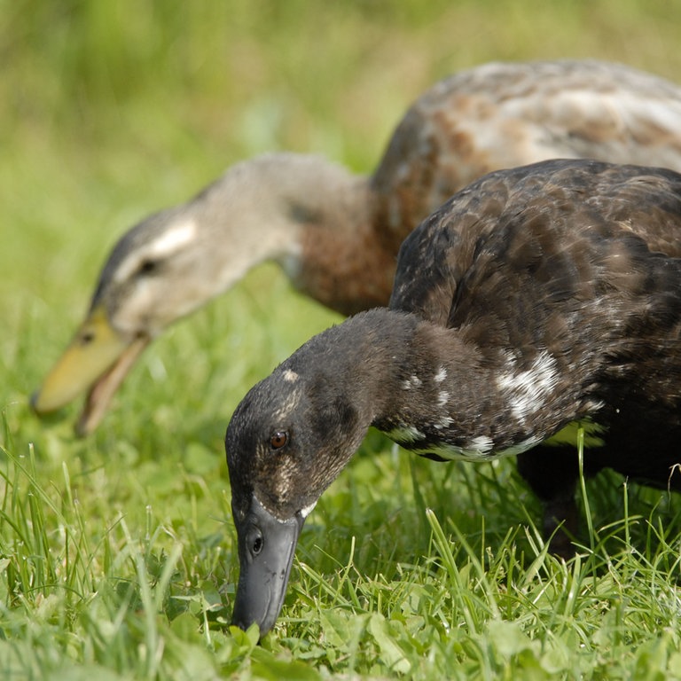 Indische Laufenten suchen auf einer Wiese nach Nacktschnecken (Foto: dpa Bildfunk, Picture Alliance)