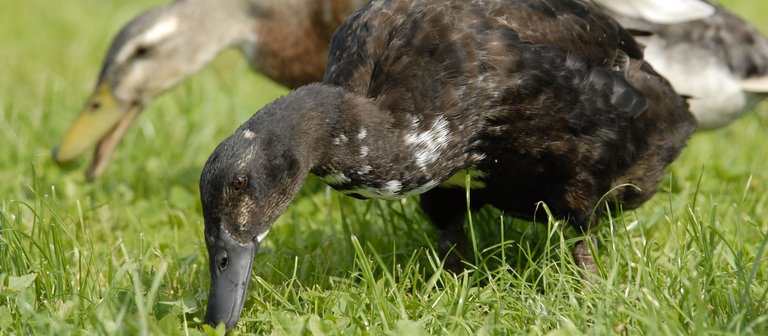 Indische Laufenten suchen auf einer Wiese nach Nacktschnecken (Foto: dpa Bildfunk, Picture Alliance)