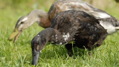 Indische Laufenten suchen auf einer Wiese nach Nacktschnecken (Foto: dpa Bildfunk, Picture Alliance)
