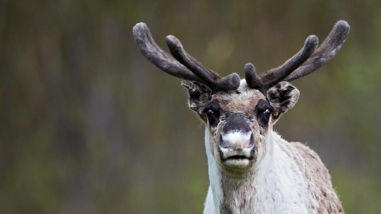 Ein Rentier (Foto: Colourbox)