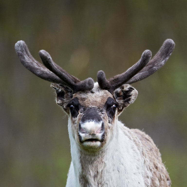 Ein Rentier (Foto: Colourbox)