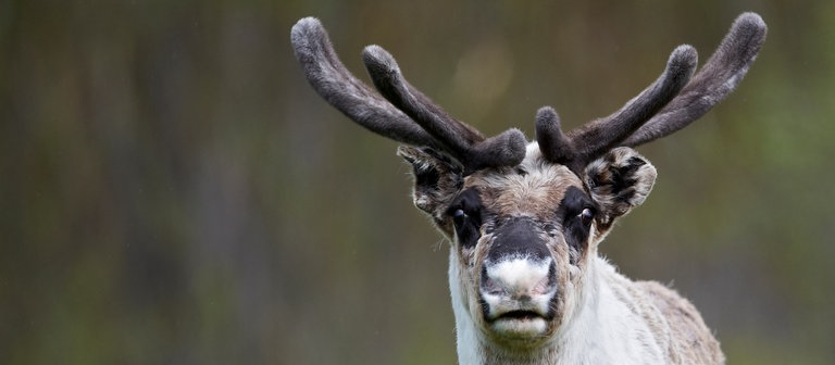Ein Rentier (Foto: Colourbox)
