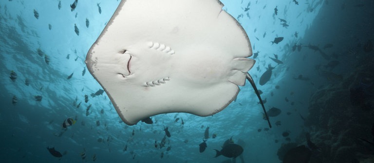 Stachelrochen (Foto: IMAGO, imago/OceanPhoto)