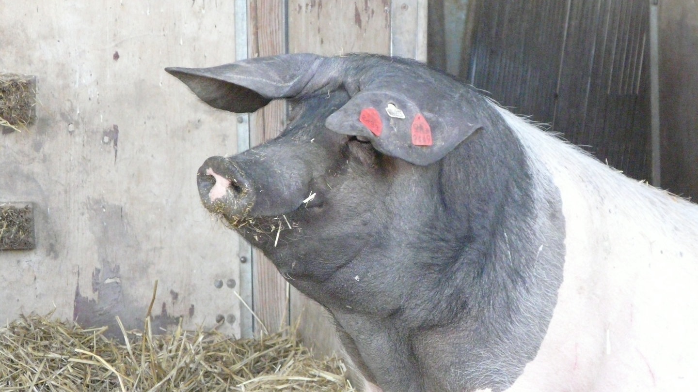 Schwäbisch-Hällisches Landschwein (Foto: SWR)