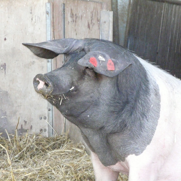 Schwäbisch-Hällisches Landschwein (Foto: SWR)