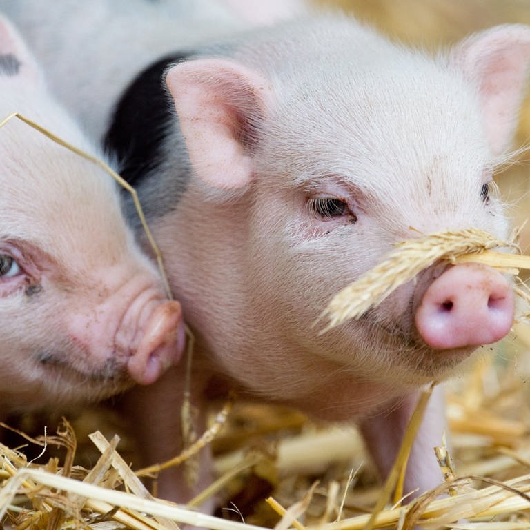 Zwei Minischweine (Foto: Picture Alliance)