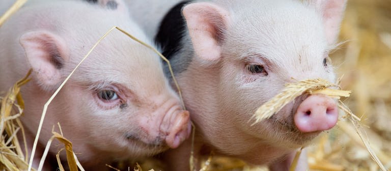 Zwei Minischweine (Foto: dpa Bildfunk, Picture Alliance)