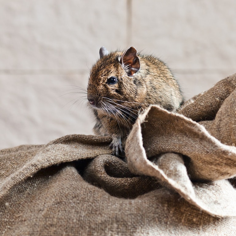 Ein Degu (Foto: Colourbox)