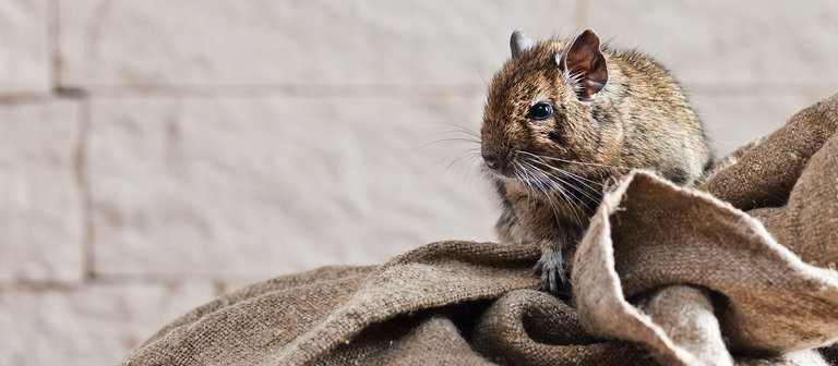 Ein Degu (Foto: Colourbox)