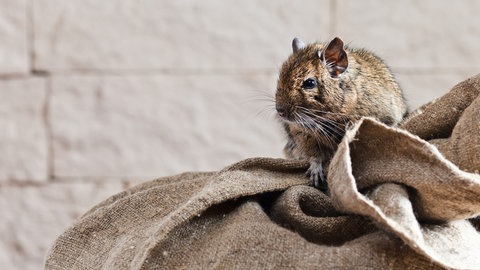 Ein Degu (Foto: Colourbox)