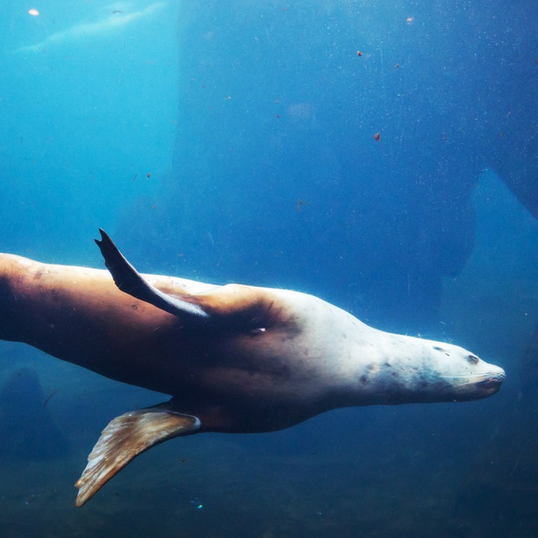 Seelöwe (Foto: picture-alliance / Reportdienste, Galyna Andrushko)