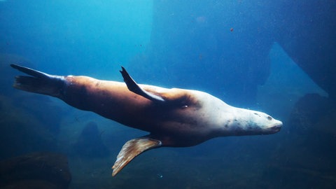 Seelöwe (Foto: picture-alliance / Reportdienste, Galyna Andrushko)